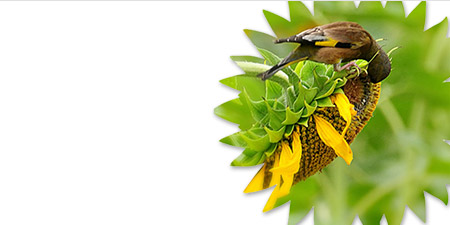 ��퓮aƷ���ďV��2